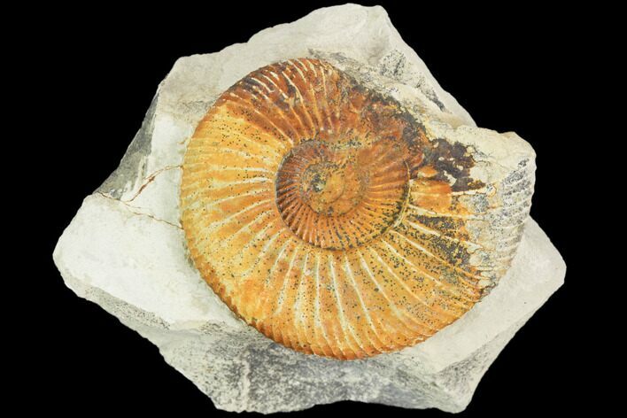Ammonite (Ataxioceras) Fossil in Rock - Drügendorf, Germany #125856